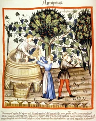 Herbst: Die Weinlese, Illustration aus Tacuinum Sanitatis Codex Vindobonensis